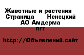  Животные и растения - Страница 13 . Ненецкий АО,Амдерма пгт